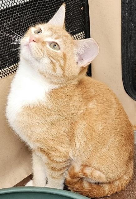 A furry friend cared for by Patty - gallery photo 5