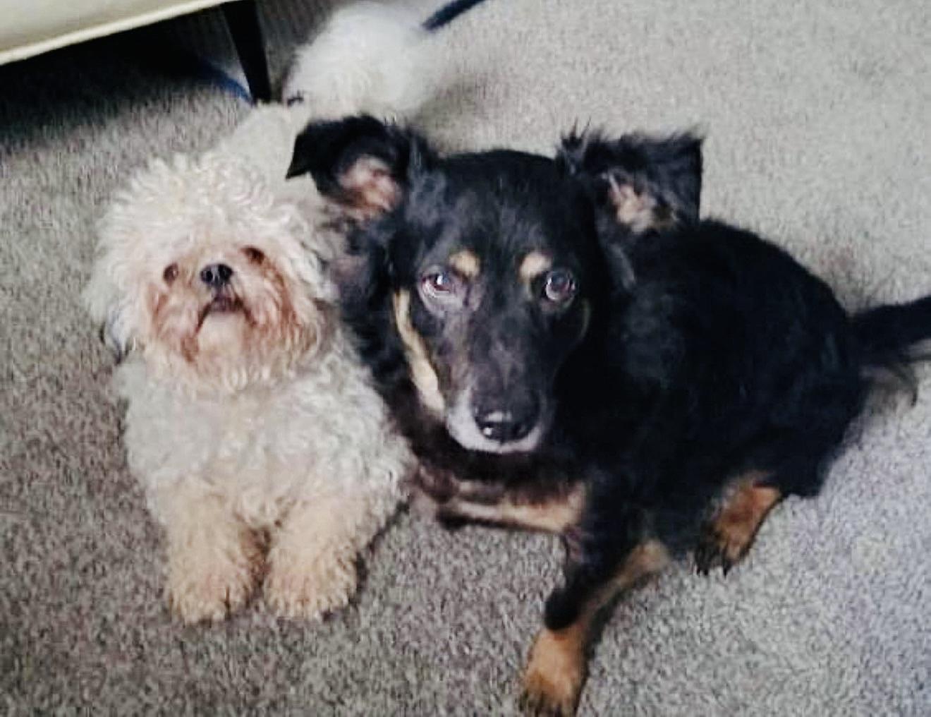 A furry friend cared for by Patty - gallery photo 9