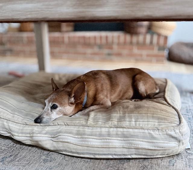 A furry friend cared for by Patty - gallery photo 12