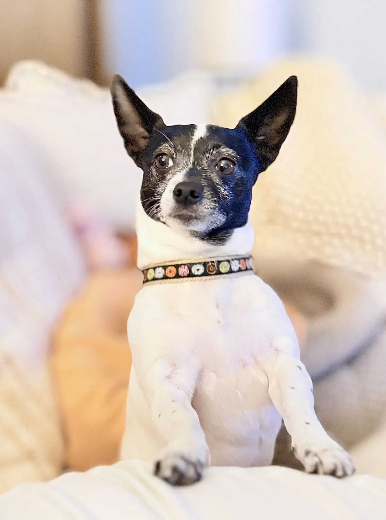 A furry friend cared for by Patty - gallery photo 6