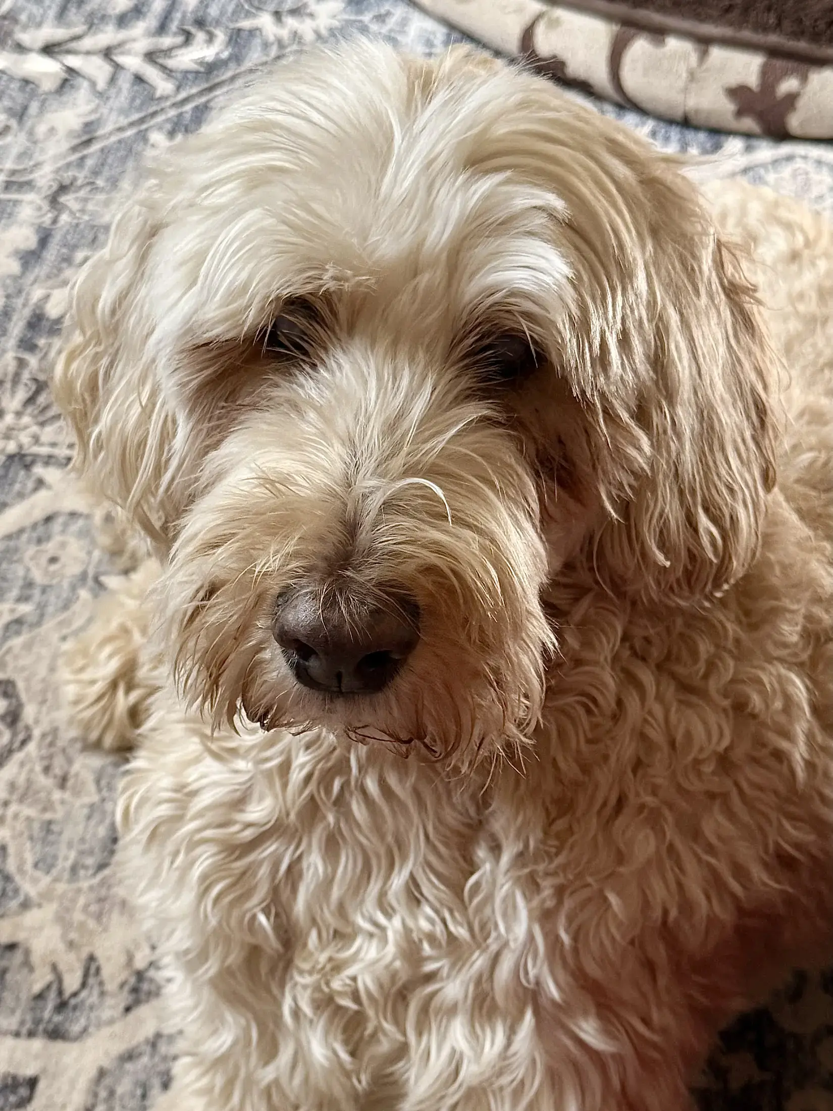 A furry friend cared for by Patty - gallery photo 10