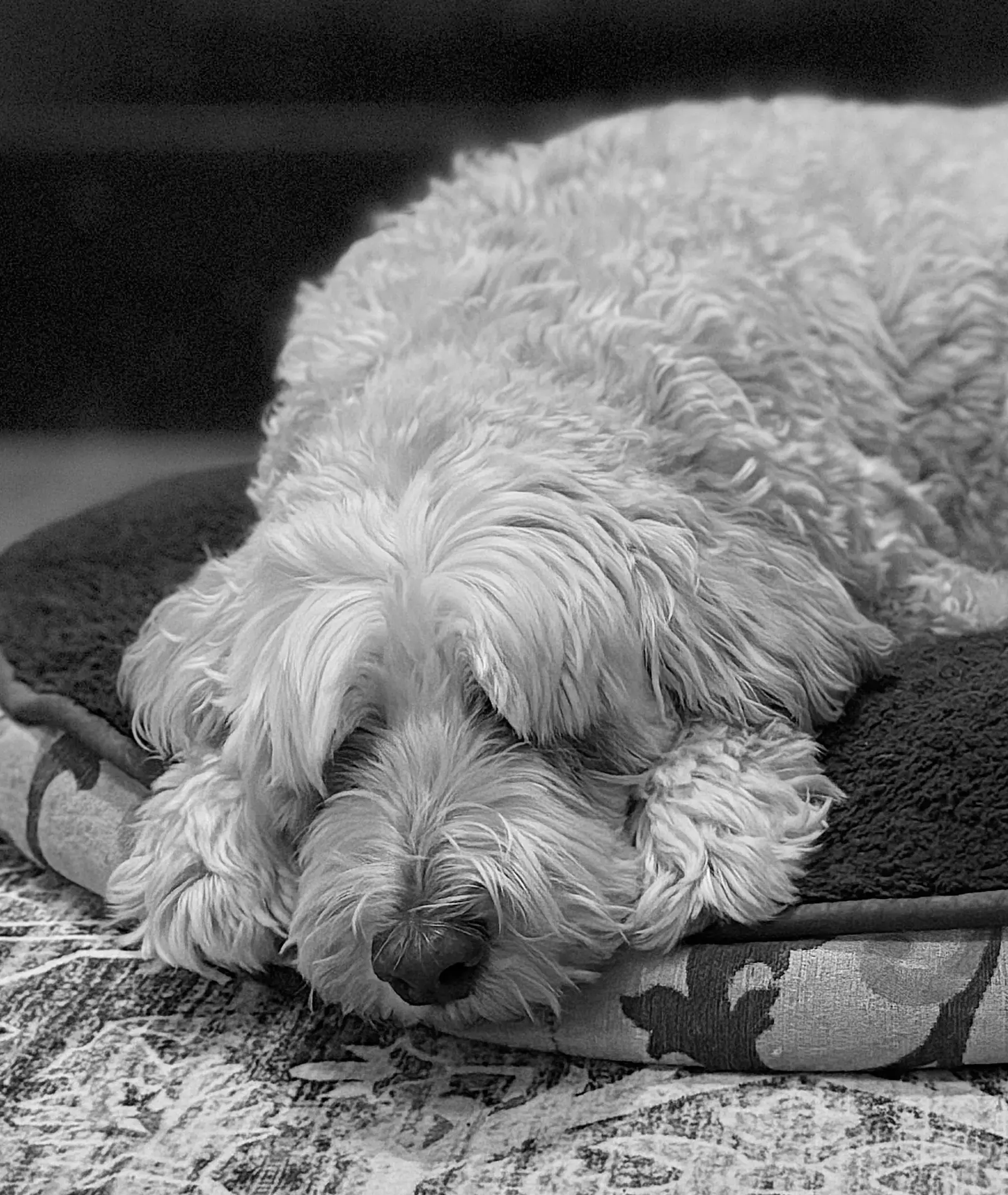 A furry friend cared for by Patty - gallery photo 11