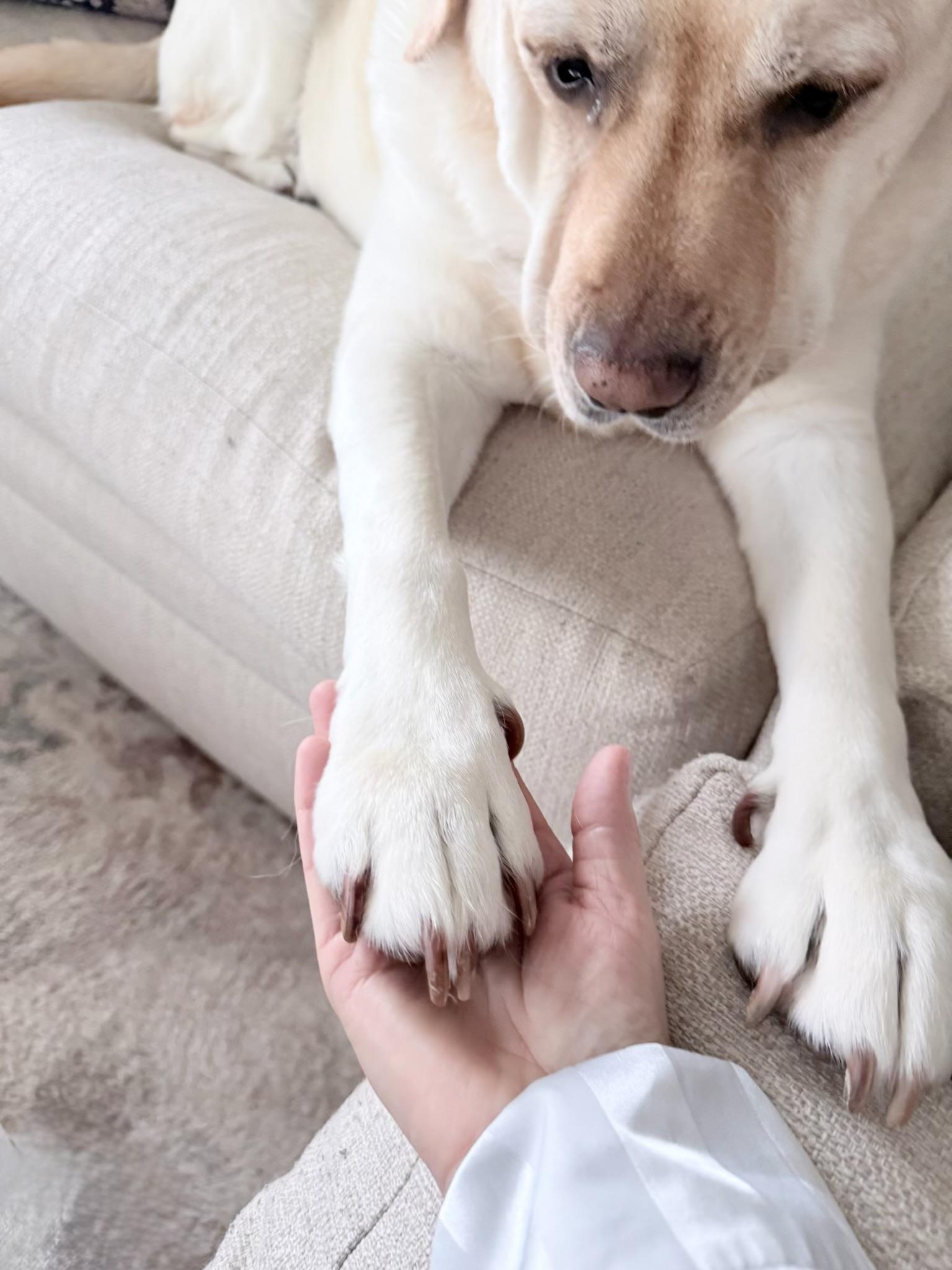 Patty caring for a dog